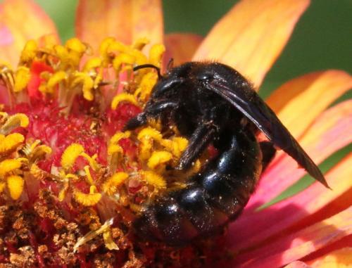 Xylocopa sp.
